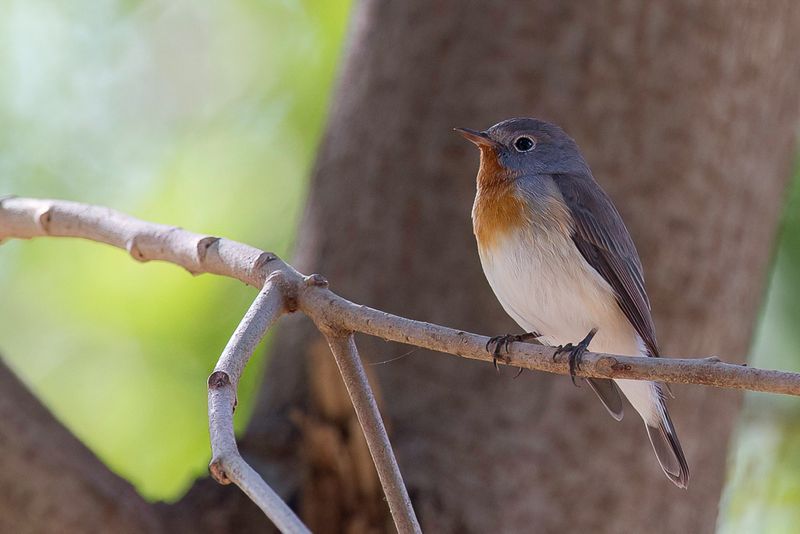 Red-breasted Flycatcher