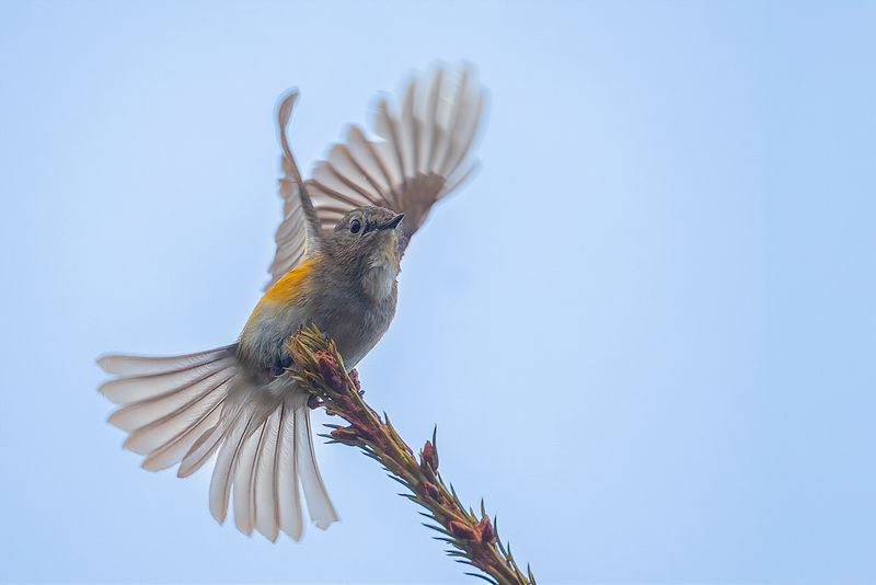 Red-flanked Bluetail