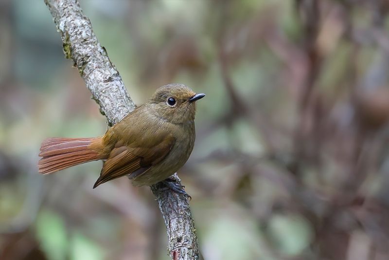 Rufous-bellied Niltava (f)