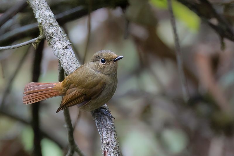 Rufous-bellied Niltava (f)