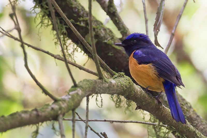 Rufous-bellied Niltava (m)