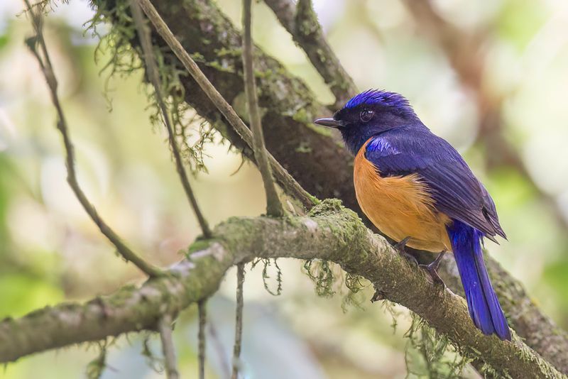 Rufous-bellied Niltava (m)