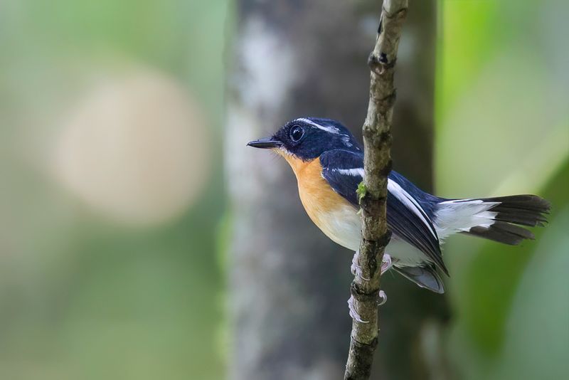 Rufous-chested Flycatcher