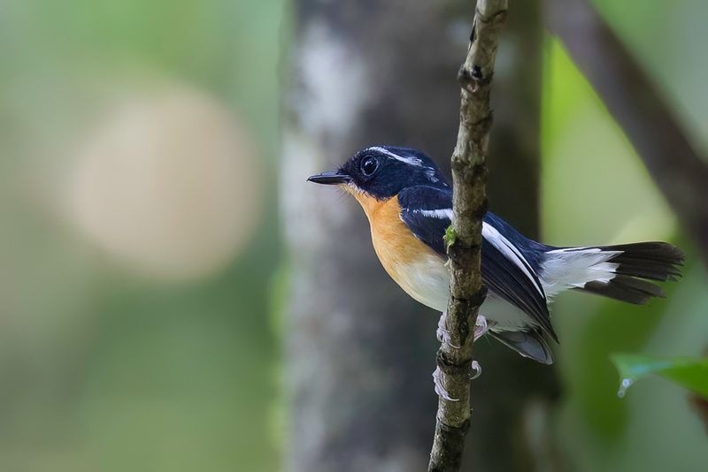 Rufous-chested Flycatcher