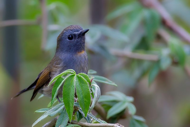 Rufous-gorgeted Flycatcher