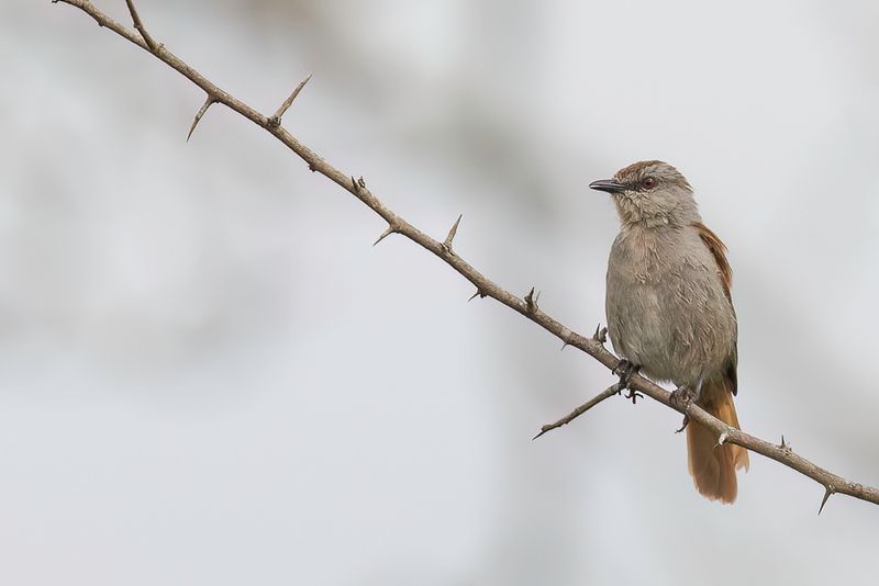 Rufous-tailed Palm Thrush