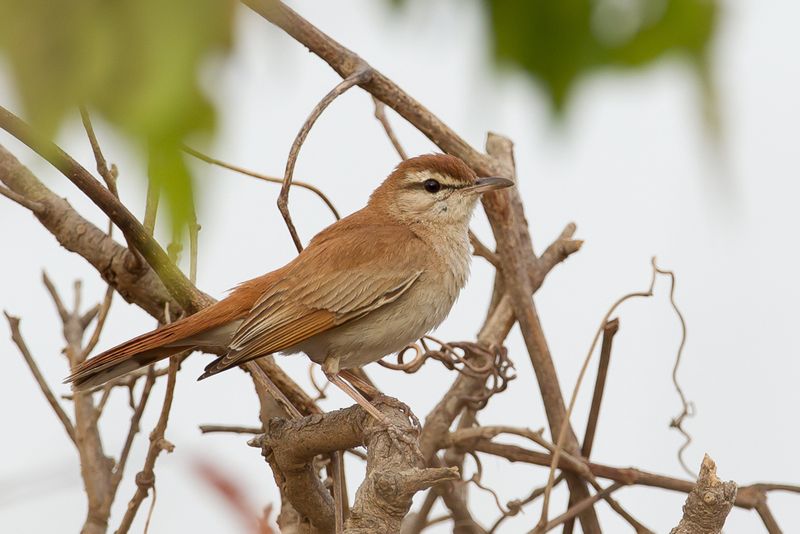 Rufous-tailed Scrub Robin