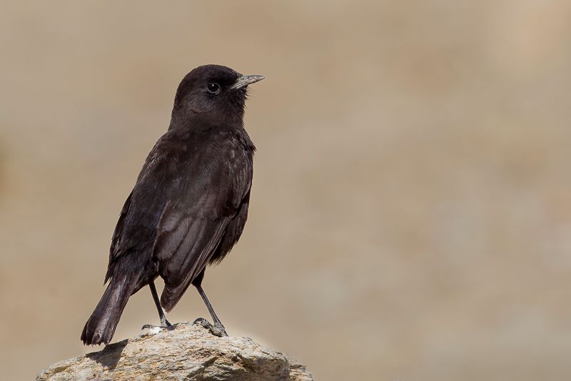 Rppell's Black Chat
