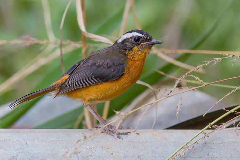 Rppell's Robin-Chat