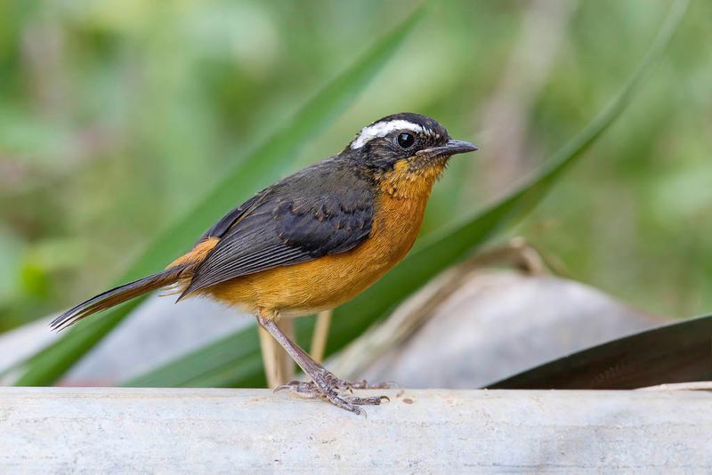 Rppell's Robin-Chat