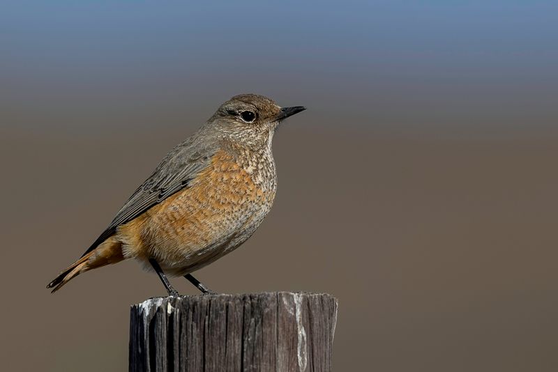 Sentinel Rock Thrush (f)