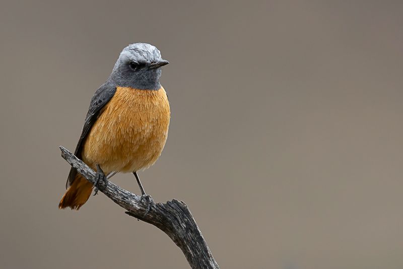 Short-toed Rock Thrush