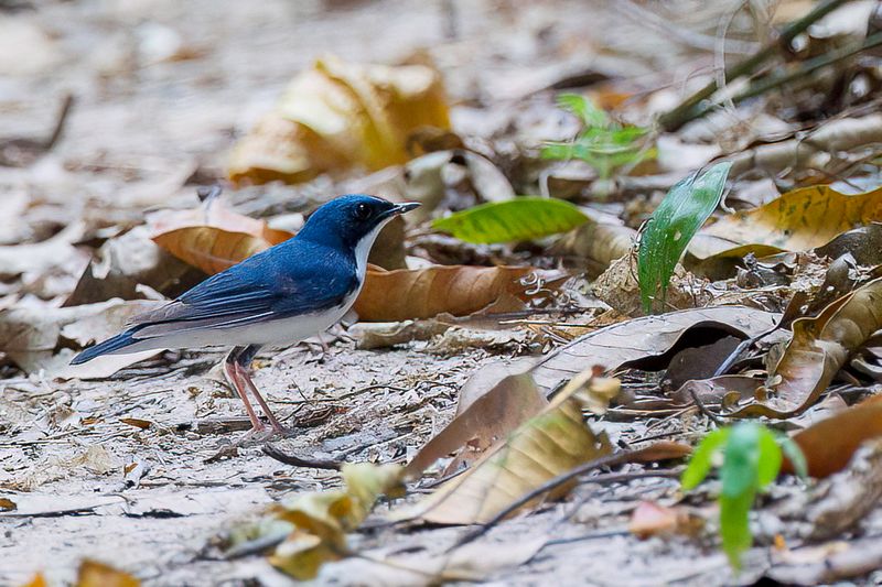 Siberian Blue Robin