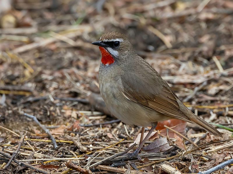 Siberian Rubythroat