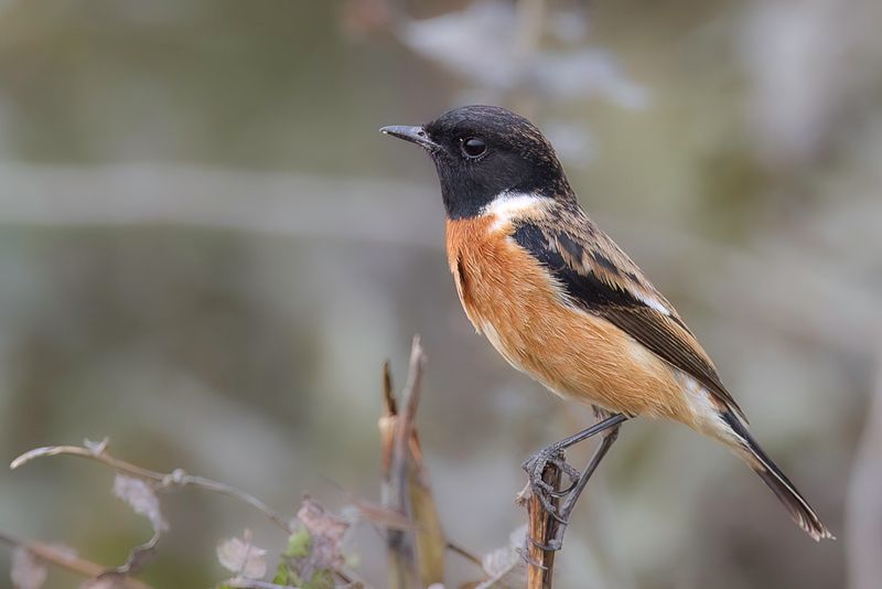 Siberian Stonechat