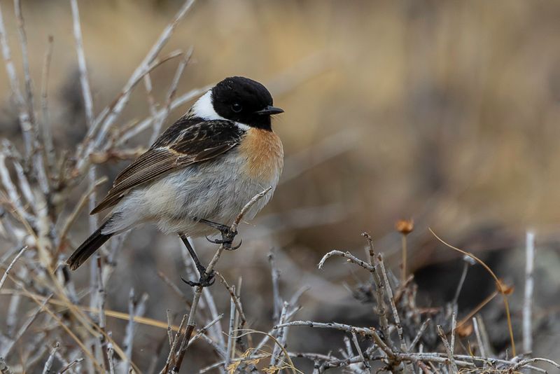 Siberian Stonechat (m)