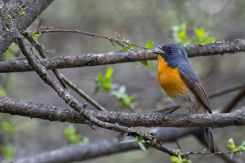 Slaty-backed Flycatcher (m)