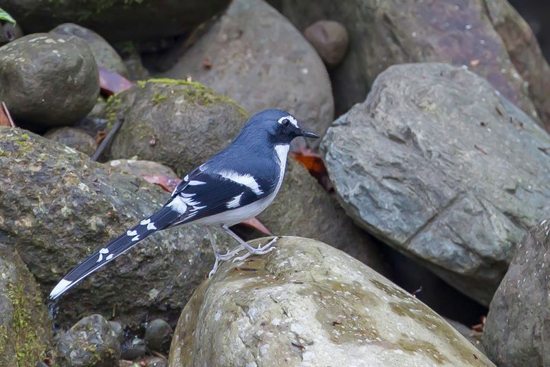Slaty-backed Forktail