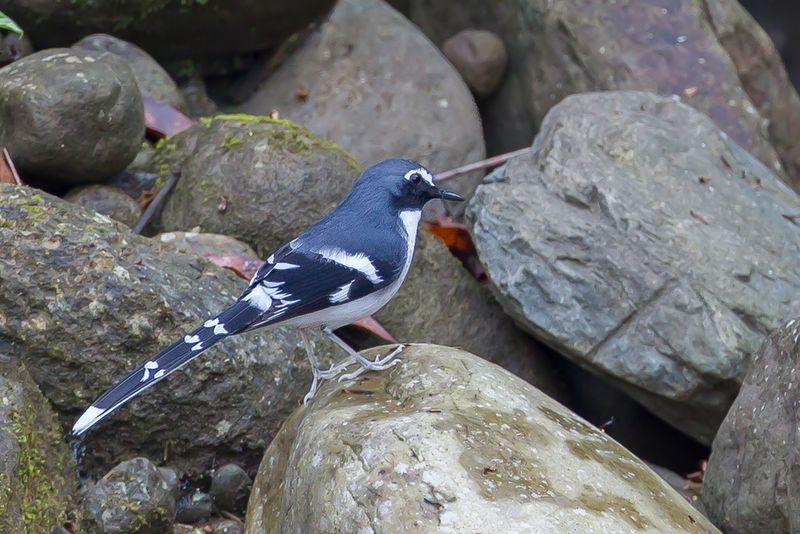 Slaty-backed Forktail