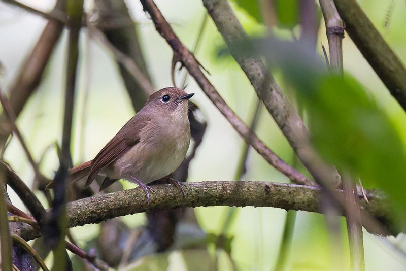 Slaty-blue Flycatcher (f)