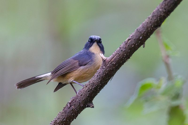 Slaty-blue Flycatcher (m)