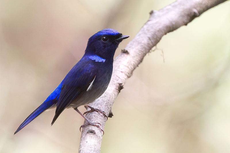 Small Niltava