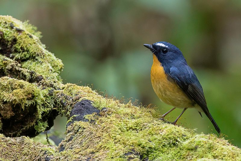 Snowy-browed Flycatcher (m)