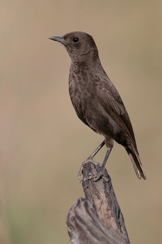 Sooty Chat (f)