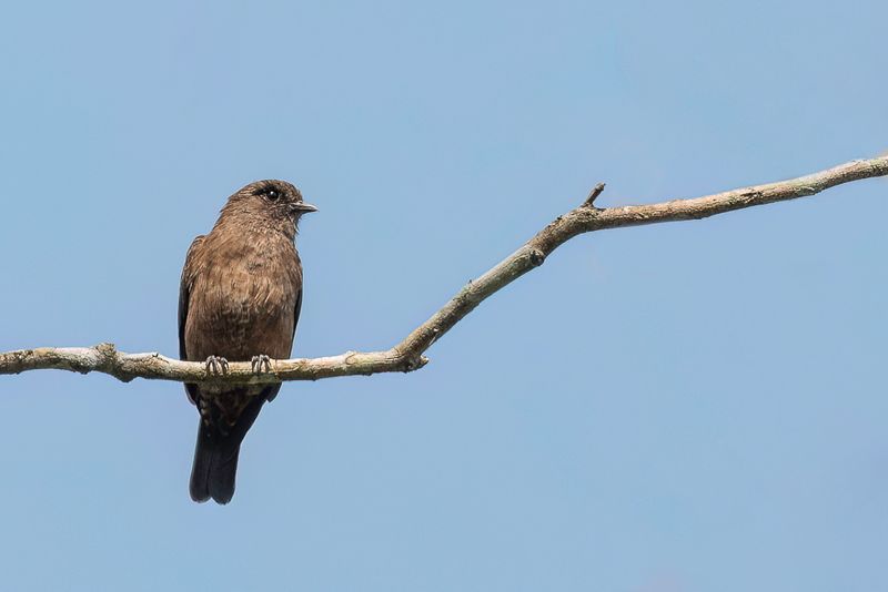 Sooty Flycatcher