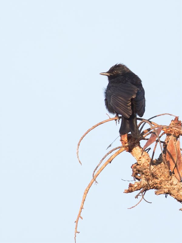 Southern Black Flycatcher
