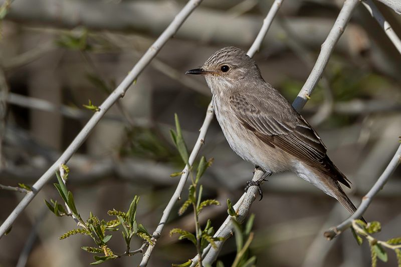 Spotted Flycatcher