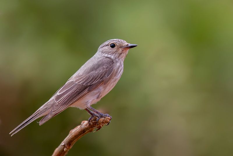 Spotted Flycatcher