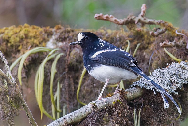 Spotted Forktail