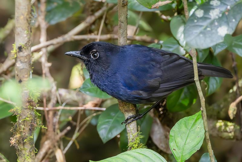 Sri Lanka Whistling Thrush