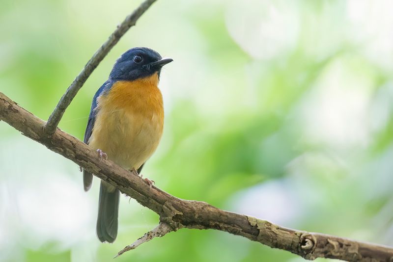 Sulawesi Blue Flycatcher