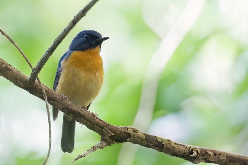 Sulawesi Blue Flycatcher