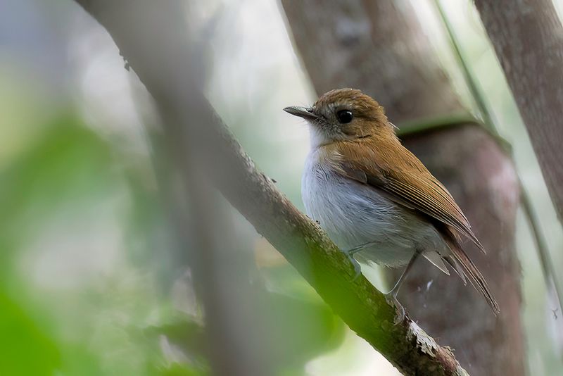 Sumba Flycatcher