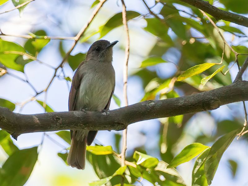 Sumba Jungle Flycatcher