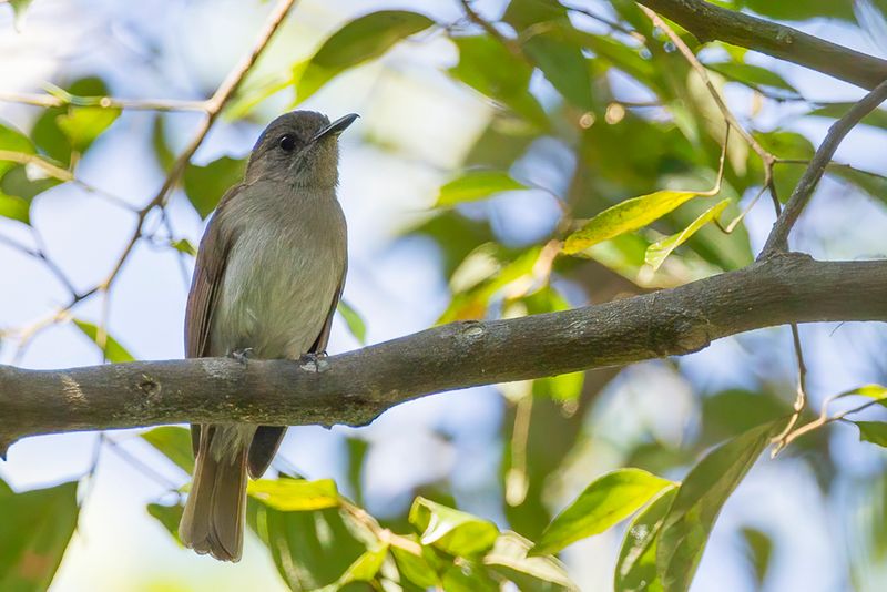 Sumba Jungle Flycatcher