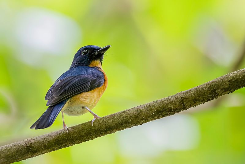 Sunda Blue Flycatcher