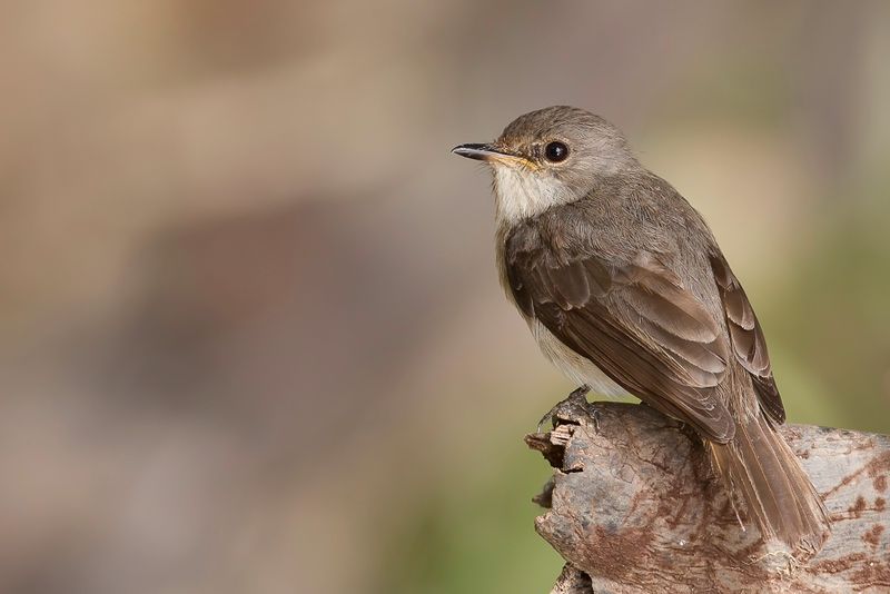 Swamp Flycatcher