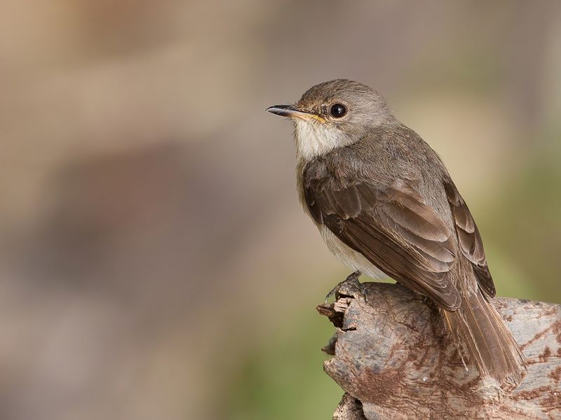 Swamp Flycatcher