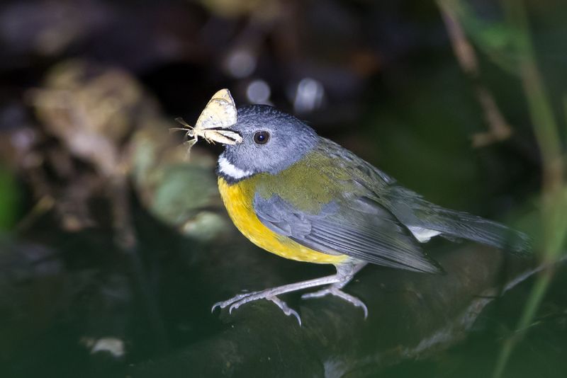 Swynnerton's Robin