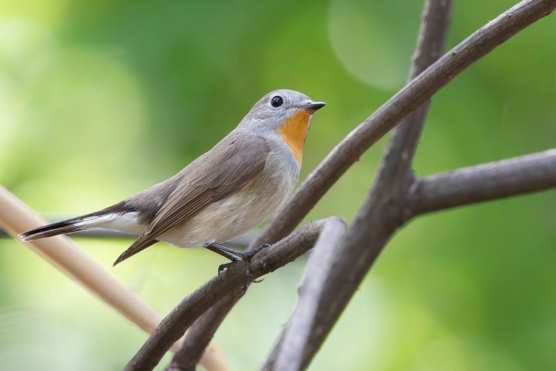 Taiga Flycatcher