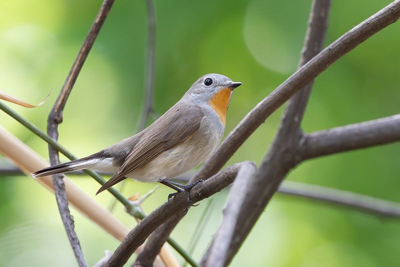 Taiga Flycatcher