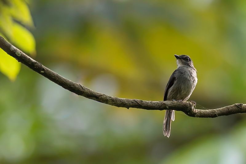 Tessmann's Flycatcher