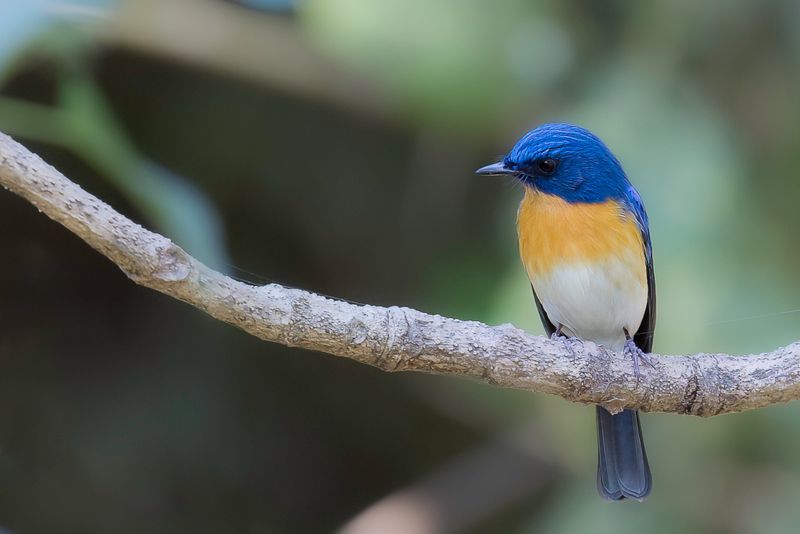 Tickell's Blue Flycatcher