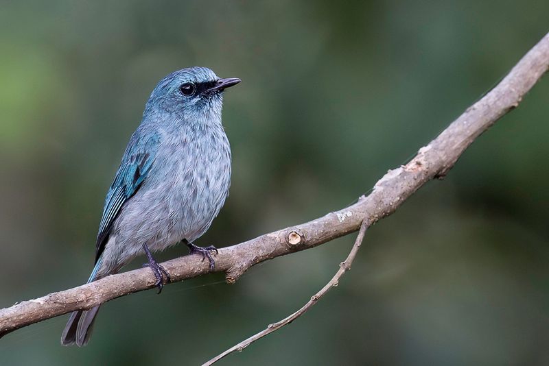 Turquoise Flycatcher