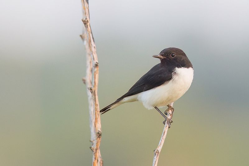 Variable Wheatear