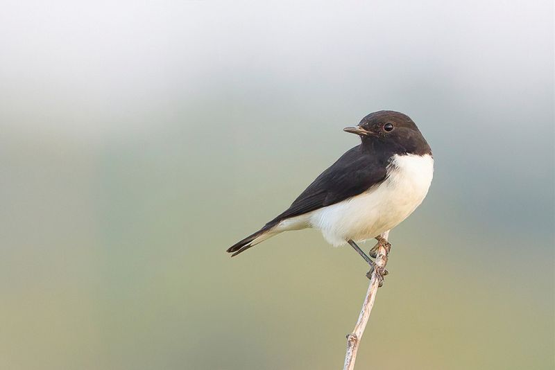 Variable Wheatear